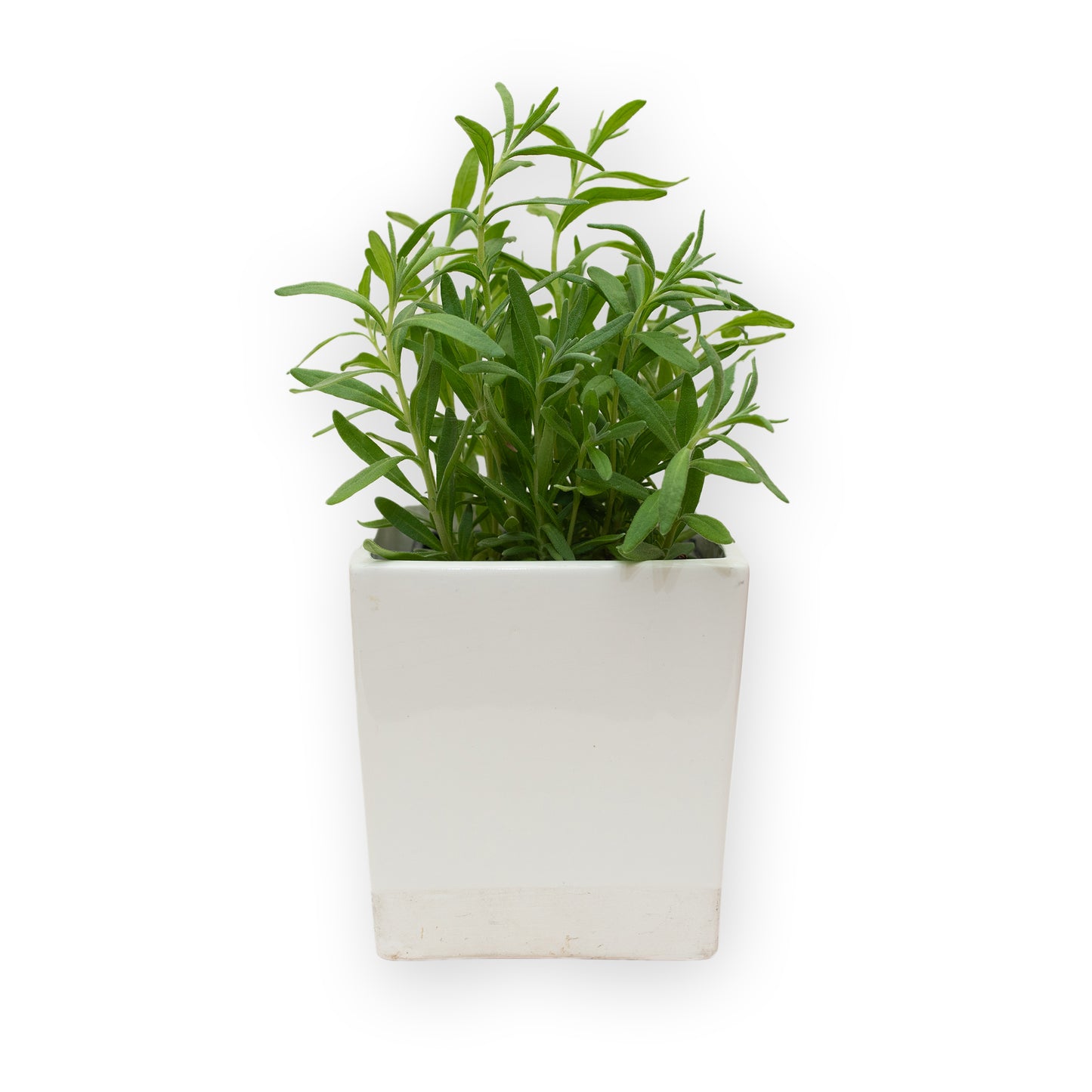 Plants de lavande bio (en magasin seulement)